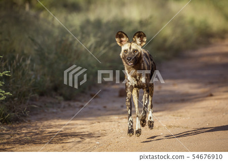 African wild dog in Kruger National park, South African wild dog in Kruger National park, South 54676910