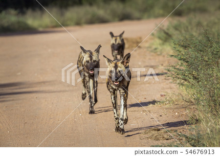 African wild dog in Kruger National park, South 54676913