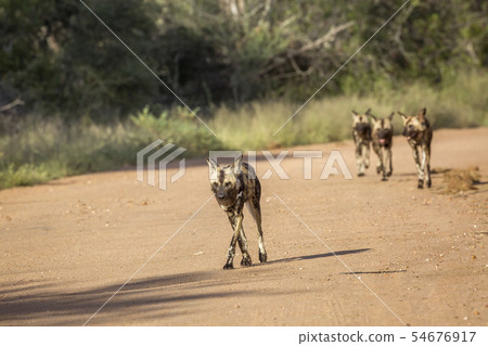 African wild dog in Kruger National park, South 54676917