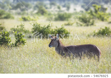 Common Waterbuck in Kruger National park, South Common Waterbuck in Kruger National park, South 54676925