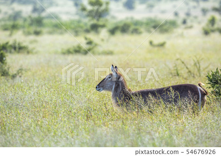 Common Waterbuck in Kruger National park, South Common Waterbuck in Kruger National park, South 54676926