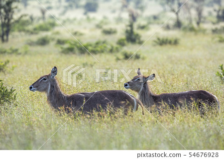 Common Waterbuck in Kruger National park, South Common Waterbuck in Kruger National park, South 54676928