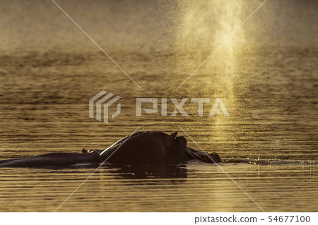 Hippopotamus in Kruger National park, South Africa 54677100