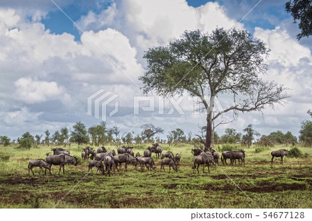 Blue wildebeest in Kruger National park, South 54677128