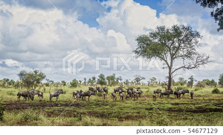 Blue wildebeest in Kruger National park, South Blue wildebeest in Kruger National park, South 54677129