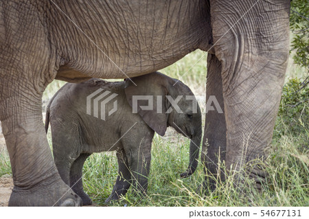 African bush elephant in Kruger National park, 54677131