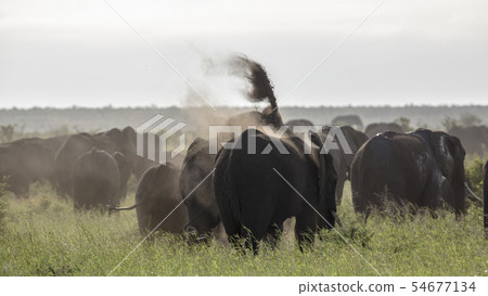 African bush elephant in Kruger National park, 54677134