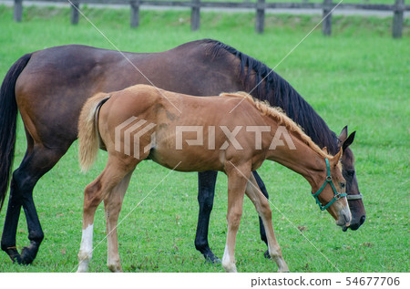 Parent and child of racehorse Parent and child of racehorse 54677706