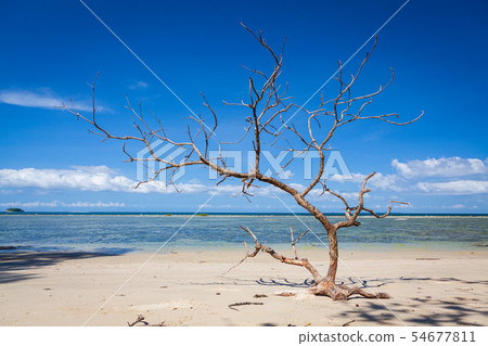 Driftwood tree in beach borneo malaysia landscape Driftwood tree in beach borneo malaysia landscape 54677811