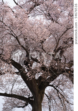Cherry blossoms of the crocodile mound early morning Cherry blossoms of the crocodile mound early morning 54678516
