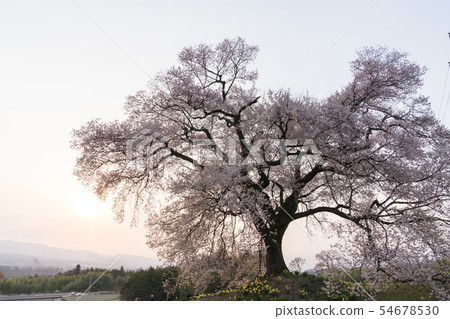 Cherry blossoms of the crocodile mound early morning Cherry blossoms of the crocodile mound early morning 54678530