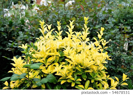 Golden Celebration Golden Celebration 54678531