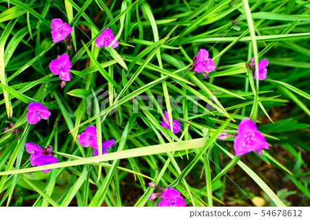 Purple florets in the meadow 54678612