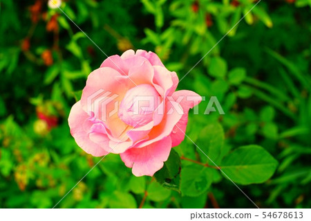 Pink rose in the garden 54678613
