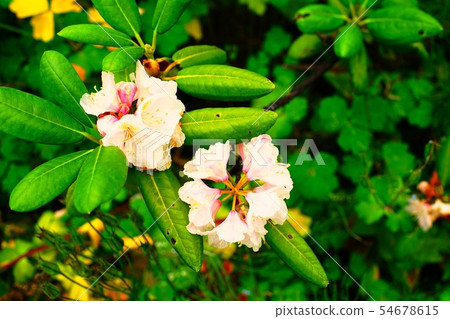 White florets in the field 54678615
