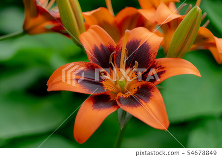 Yukarinoen Garden 86 171 54678849