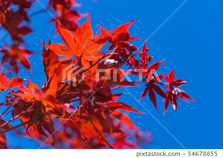 Autumn leaves and blue sky 54678855