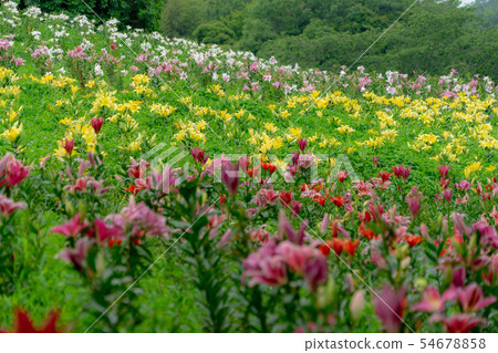 Kari Yuri's Garden 8572 54678858