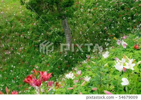 The garden of Kari Yuri 7816 54679009