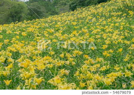 The garden of the lily of the valley 7455 54679079