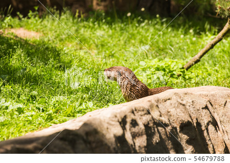 Nimble wet otter. Concept of predatory animals and life in nature. Animal protection concept. Nimble wet otter. Concept of predatory animals and life in nature. Animal protection concept. 54679788