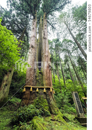 Oiwayama（垂直）的三個岩石雪松1 54679803