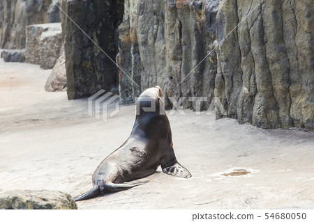 Cute fur seal at the zoo. Concept of animal life in nature and nature reserves. Environmental 54680050