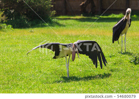 African birds. Stork Marabou in the summertime African birds. Stork Marabou in the summertime 54680079