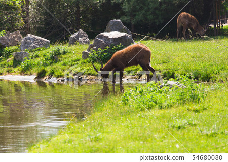 A young male deer buck drinks from a lake. A young male deer buck drinks from a lake. 54680080