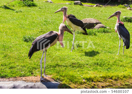 African birds. Stork Marabou in the summertime 54680107