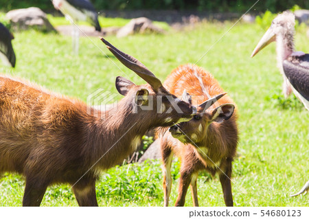 Roe deers on the meadow. Zoo, wild animals and mammal concept Roe deers on the meadow. Zoo, wild animals and mammal concept 54680123