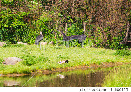 African birds. Stork Marabou in the summertime 54680125
