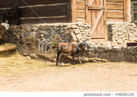 Domestic farm animal, a black and brown goat with horns standing in a farm on a summer day. Domestic farm animal, a black and brown goat with horns standing in a farm on a summer day. 54680126