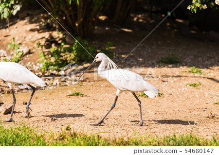 Beautiful australian white ibis. Animal life concept in the reserve park. 54680147