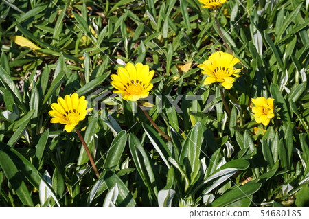 Kazania Kazania 54680185