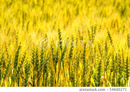 Beautifully colored wheat field Barley 54680271