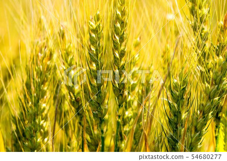 Barley with a golden tint 54680277