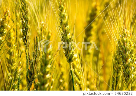 Beautifully colored wheat field Barley 54680282