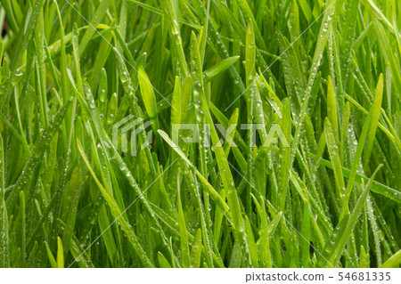 drops of dew on a green grass 54681335