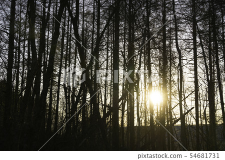 Forest trees evening sun Material image 54681731