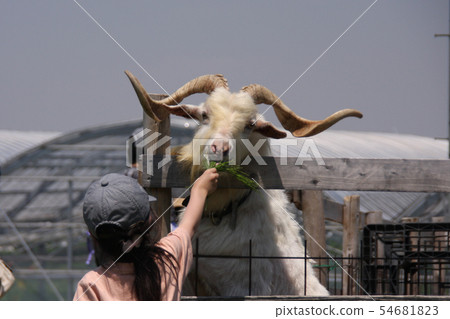 Goat feeding Goat feeding 54681823