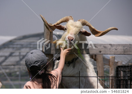 Goat seaweed Goat seaweed 54681824