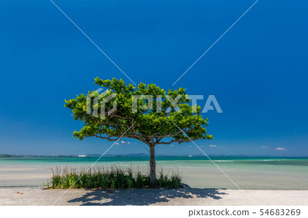 Sea and tree Sea and tree 54683269