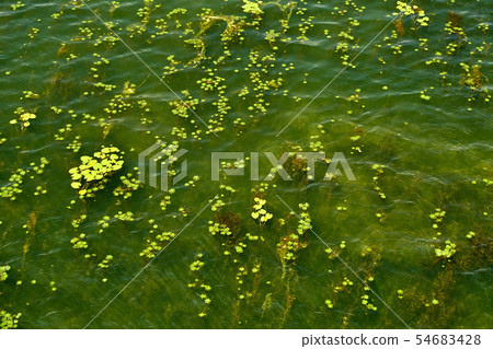 Yangsuri研討會和幾個夏天 54683428