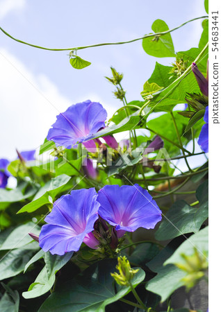 牽牛花花 牽牛花花 54683441