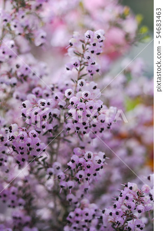 埃里卡花 54683463