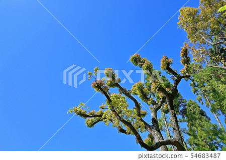 Colorful young leaves on blue sky back Colorful young leaves on blue sky back 54683487