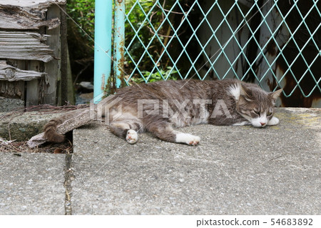A cat that lives in the harbor A cat that lives in the harbor 54683892