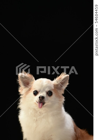 Chihuahua  54684459