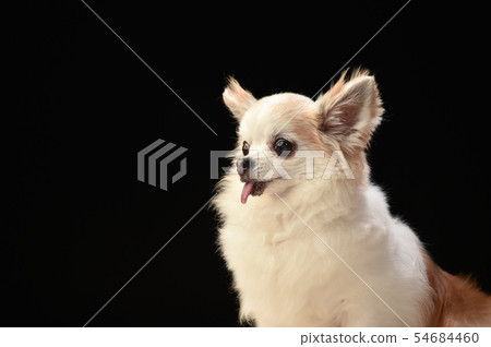 Chihuahua Chihuahua 54684460